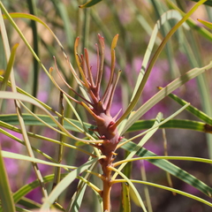 Persoonia falcata