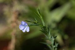 Linum usitatissimum