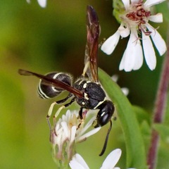 Ancistrocerus catskill