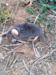 Talpa occidentalis
