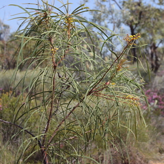 Persoonia falcata