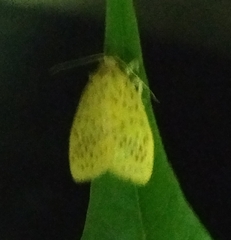 Conogethes punctiferalis