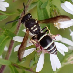 Ancistrocerus catskill