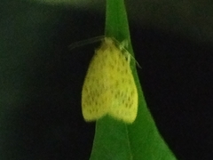 Conogethes punctiferalis