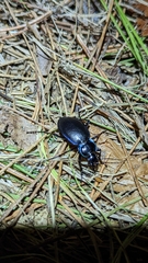 Carabus sylvosus