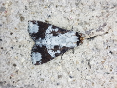 Condica