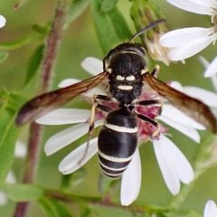 Ancistrocerus catskill