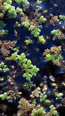 Azolla