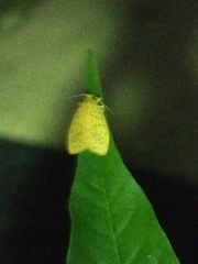 Conogethes punctiferalis