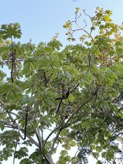 Pteroglossus torquatus