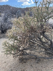 Cylindropuntia ramosissima