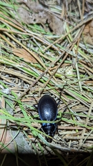 Carabus sylvosus