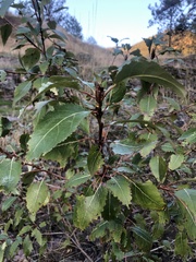 Populus angustifolia