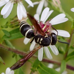 Ancistrocerus catskill