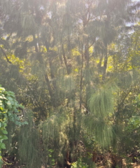 Casuarina glauca