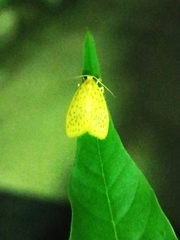 Conogethes punctiferalis