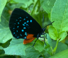 Eumaeus atala