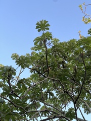 Pteroglossus torquatus