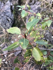 Populus angustifolia