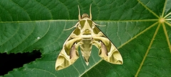 Daphnis nerii