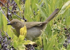 Andropadus importunus