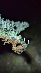 Cladonia macilenta