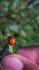 Coccinellinae