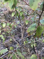 Populus angustifolia