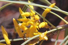 Persoonia falcata