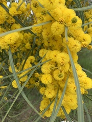Acacia saligna