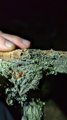 Cladonia macilenta