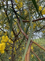 Acacia saligna