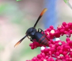 Rhynchium haemorrhoidale