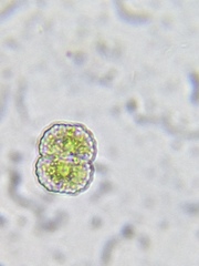 Cosmarium praemorsum