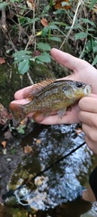 Lepomis gulosus