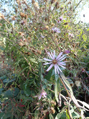 Canadanthus modestus