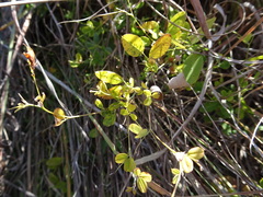 Lespedeza frutescens