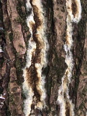 Coniophora puteana