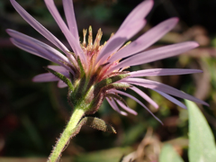 Canadanthus modestus