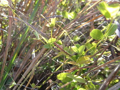 Lespedeza frutescens