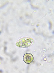 Coccomyxa