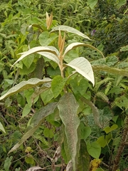 Buddleja domingensis