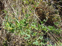 Lespedeza × manniana