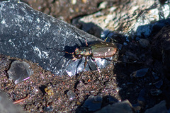 Cicindela depressula