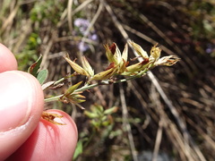 Lespedeza × manniana