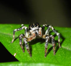 Corythalia vervloeti