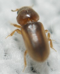 Tropicus pusillus