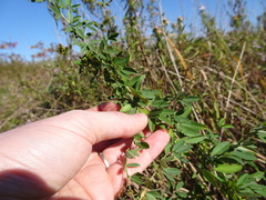 Lespedeza × manniana