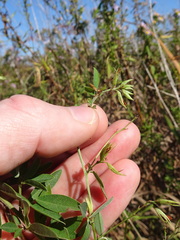 Lespedeza × manniana