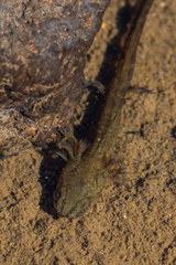 Ambystoma macrodactylum